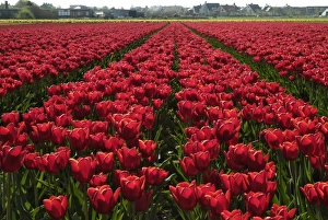 Tulip Fields Holland Prints: Tulip bulb fields