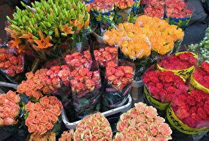 Tulips for sale in the Bloemenmarkt (flower market), Amsterdam, Netherlands, Europe Tulips for sale in the Bloemenmarkt (flower market), Amsterdam, Netherlands, Europe