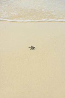 Wildlife Photography Beach Prints: Turtle making its way to the water