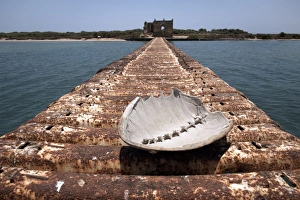 A turtle shell lies on a rusting jetty leading to Green Island, Massawa A turtle shell lies on a rusting jetty leading to Green Island, Massawa