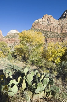Arid Desert Environment Prints: _TUW7168