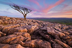 Twistleton Scar End Tree Print