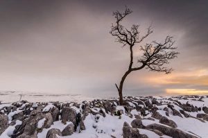 Uk Rural Scenery Prints: Twistleton Scar End in snow, Ingleton, Yorkshire Dales, Yorkshire, England, United Kingdom