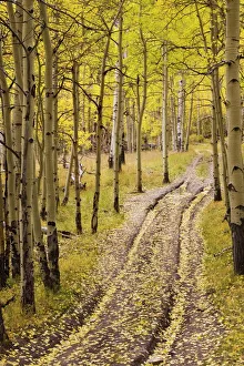 North America Travel Destinations Prints: Two-track lane through fall aspens