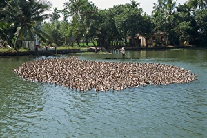 Kerala India Tourism Prints: Typical backwater scene of ducks herded onto rice fields