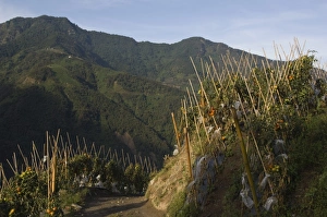 East Asia Travel Destination Prints: Vegetables growing by path