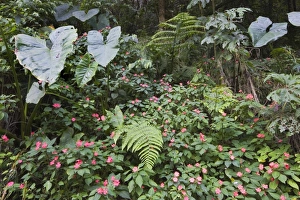 Verdant plant life at the Rio Verde waterfall in the Pastaza River valley that flows Verdant plant life at the Rio Verde waterfall in the Pastaza River valley that flows