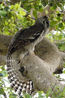 African Owl Species Prints: A Verreauxs eagle-owl (Bubo lacteus) in a tree, Tsavo, Kenya, East Africa, Africa