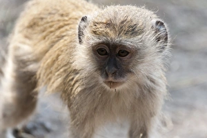 Horizontal Outdoor Photography Prints: Vervet monkey (Cercopithecus aethiops), Chobe National Park, Botswana, Africa