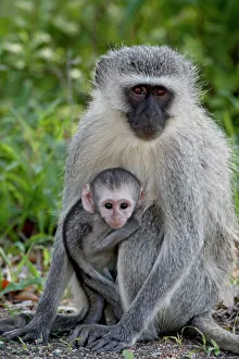 Vervet monkey (Chlorocebus aethiops) mother and infant, Kruger National Park Vervet monkey (Chlorocebus aethiops) mother and infant, Kruger National Park