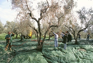 Vibrating the olives from the trees in the olive groves Vibrating the olives from the trees in the olive groves
