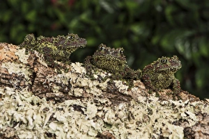 Vietnamese Mossy Frog Prints: Vietnamese Mossy Frog (Theloderma Corticale), captive, Vietnam, Indochina, Southeast Asia