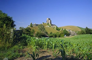 UK Rural Views Prints: View across fields to Corfe Castle, Dorset, England, UK, Europe