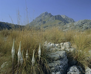 European Island Scenery Prints: View to Puigmayor