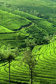 View over tea plantations, Munnar, Kerala, India Print