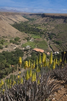View over valley and blooms, Ciudad Velha (Cidade Velha), Santiago, Cape Verde Islands View over valley and blooms, Ciudad Velha (Cidade Velha), Santiago, Cape Verde Islands