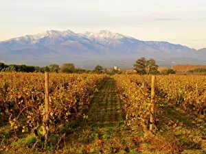 Vineyards and Canigou mountain, Languedoc Roussillon, France, Europe Vineyards and Canigou mountain, Languedoc Roussillon, France, Europe