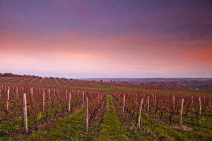 The vineyards of Chenonceaux in the Loire Valley, Indre-et-Loire, Centre, France, Europe The vineyards of Chenonceaux in the Loire Valley, Indre-et-Loire, Centre, France, Europe