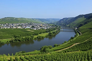 Vineyards near Trittenheim, Moselle Valley, Rhineland-Palatinate, Germany, Europe Vineyards near Trittenheim, Moselle Valley, Rhineland-Palatinate, Germany, Europe