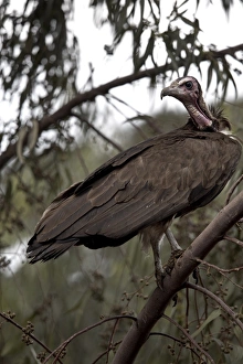 A vulture rests in a tree in the city of Harar, Ethiopia, Africa A vulture rests in a tree in the city of Harar, Ethiopia, Africa