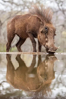 Images Dated 14th September 2016: Warthog male (Phacochoerus africanus) drinking, Zimanga game reserve, KwaZulu-Natal