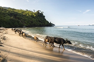 Water Buffalo on the beach at Sungai Pinang, near Padang in West Sumatra, Indonesia Water Buffalo on the beach at Sungai Pinang, near Padang in West Sumatra, Indonesia