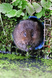 Water vole (Arvicola terrestris) in captivity, United Kingdom, Europe Water vole (Arvicola terrestris) in captivity, United Kingdom, Europe