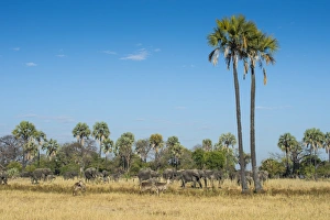 Waterbucks (Kobus ellipsiprymnus) in front of African bush elephants (Loxodonta africana) Waterbucks (Kobus ellipsiprymnus) in front of African bush elephants (Loxodonta africana)