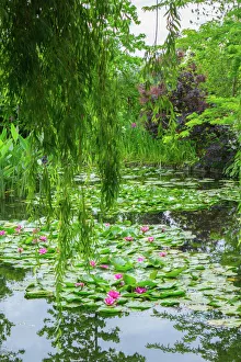 Weeping willow and waterlilies, Monets Garden, Giverny, Normandy, France, Europe Weeping willow and waterlilies, Monets Garden, Giverny, Normandy, France, Europe