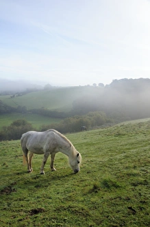 Welsh mountain pony (Equus caballus) grazing a hillside meadow on a foggy autumn morning, Box, Wiltshire, England Welsh mountain pony (Equus caballus) grazing a hillside meadow on a foggy autumn morning, Box, Wiltshire, England