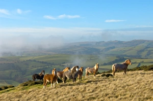 Uk Rural Scenery Prints: Welsh ponies, Eppynt, Cambrian Mountains, Powys, Wales, United Kingdom, Europe