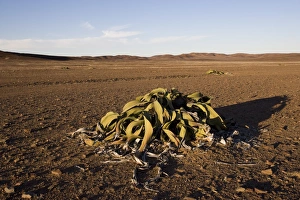 Welwitschia Mirabilis Prints: Welwitschia