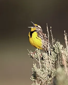 Western meadowlark (Sturnella neglecta) singing, Yellowstone National Park, Wyoming, United States of America Western meadowlark (Sturnella neglecta) singing, Yellowstone National Park, Wyoming, United States of America