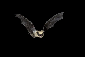 Western pipistrel (Pipistrellus hesperus) in flight, near Portal, Arizona Western pipistrel (Pipistrellus hesperus) in flight, near Portal, Arizona