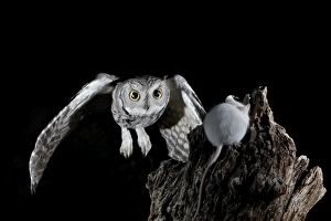 Western screech-owl (Megascops kennicottii) in flight, The Pond, Amado Western screech-owl (Megascops kennicottii) in flight, The Pond, Amado