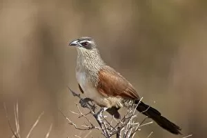Selous Game Reserve Collection: White-browed coucal (Centropus superciliosus), Selous Game Reserve, Tanzania, East Africa