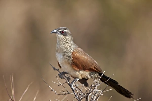 White-browed coucal (Centropus superciliosus), Selous Game Reserve, Tanzania, East Africa White-browed coucal (Centropus superciliosus), Selous Game Reserve, Tanzania, East Africa