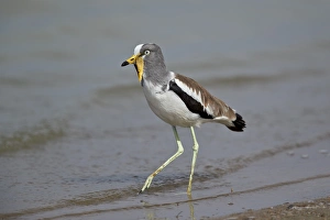 White-crowned lapwing (white-headed lapwing) (white-headed plover) (white-crowned plover) White-crowned lapwing (white-headed lapwing) (white-headed plover) (white-crowned plover)