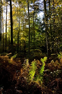 Vertical Landscape Photography UK Prints: White Down, North Downs Way, Surrey, England, United Kingdom, Europe