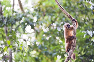 Peru Tourist Attractions Prints: White fronted Capuchin monkey (Cebus albifrons), Monkey Island (Isla de los Monos)
