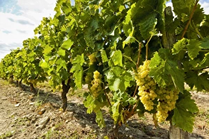 White grapes on a vine near the salt marshes of the islands north west coast, Le Gillieux White grapes on a vine near the salt marshes of the islands north west coast, Le Gillieux