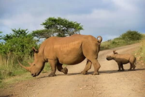 Rhino Collection: White rhino (Ceratotherium simum) and calf, Ithala Game Reserve, KwaZulu Natal