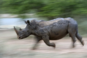 White rhino (Ceratotherium simum) charging, Hlane Royal National Park game reserve White rhino (Ceratotherium simum) charging, Hlane Royal National Park game reserve
