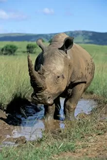 Rhino Collection: White rhino (Ceratotherium simum) cooling off