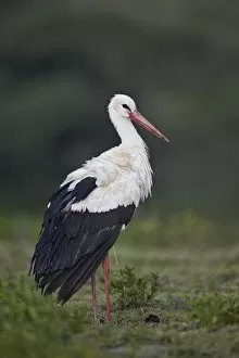 Animal Kingdom Collection: White stork (Ciconia ciconia), Serengeti National Park, Tanzania, East Africa, Africa
