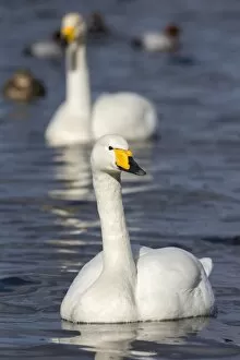 Images Dated 27th February 2015: Whooper swans (Cygnus cygnus) on the water, Welney Wildfowl and Wetlands Trust Reserve