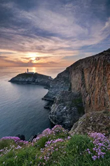 Wildflowers on South Stack Cliffs Print