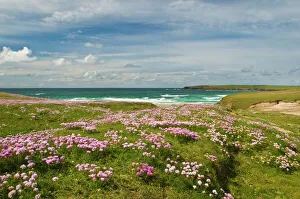 Wild flowers and coastline, Isle of Lewis, Outer Hebrides, Sotland, United Kingdom Wild flowers and coastline, Isle of Lewis, Outer Hebrides, Sotland, United Kingdom