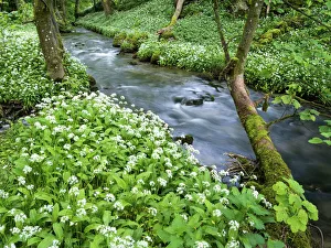 Wild garlic, on the way to Janets Foss, Malham, Yorkshire Dales National Park, Yorkshire Wild garlic, on the way to Janets Foss, Malham, Yorkshire Dales National Park, Yorkshire