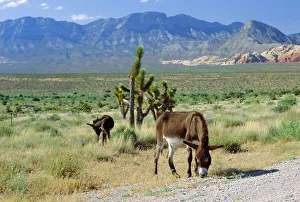 Images Dated 26th January 2009: Wild Mules Print, Spring Mountains Nevada Landscape